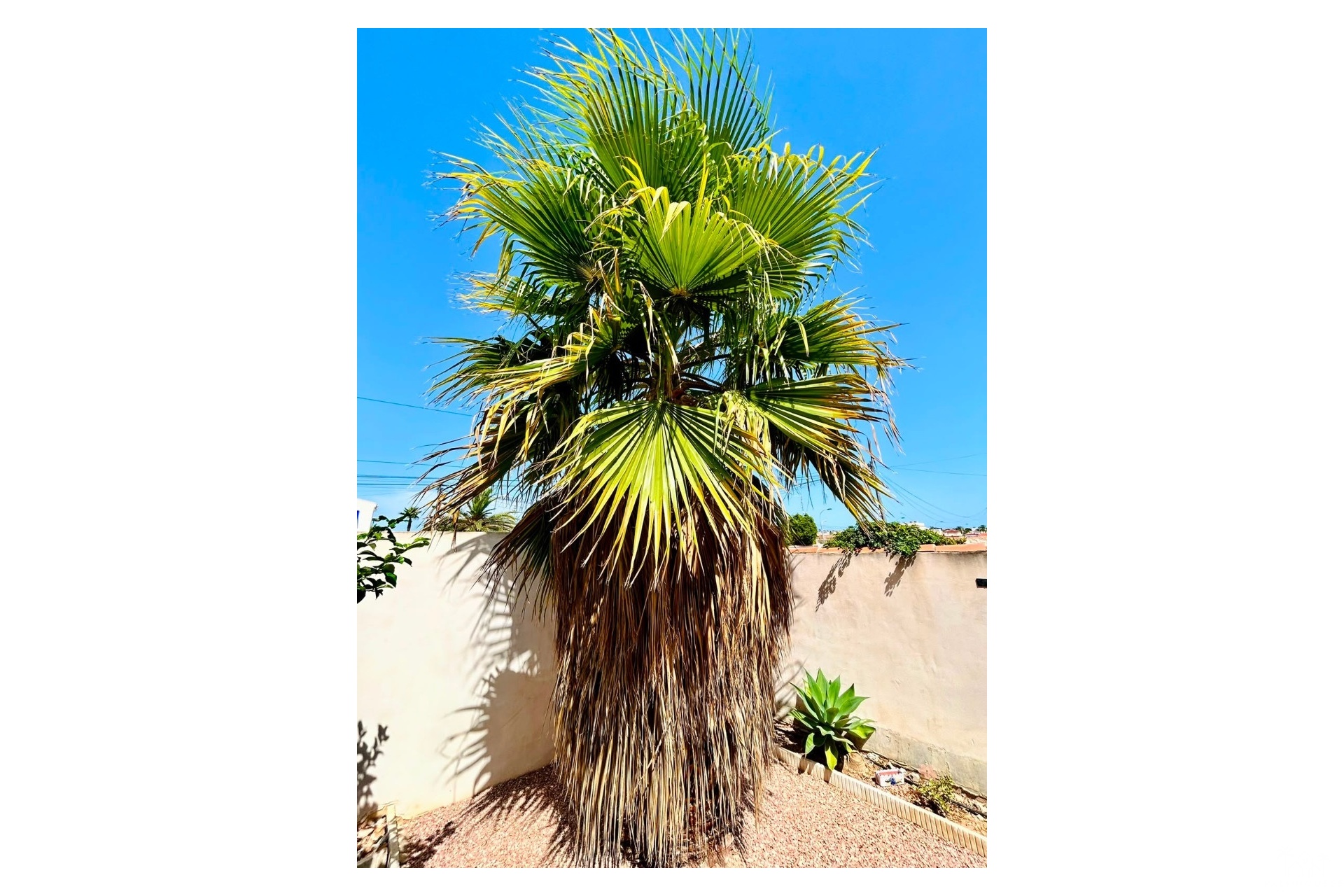 Resale - Villa - Torrevieja - Costa Blanca