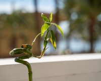 Revente - Apartment - Alicante - Costa Blanca