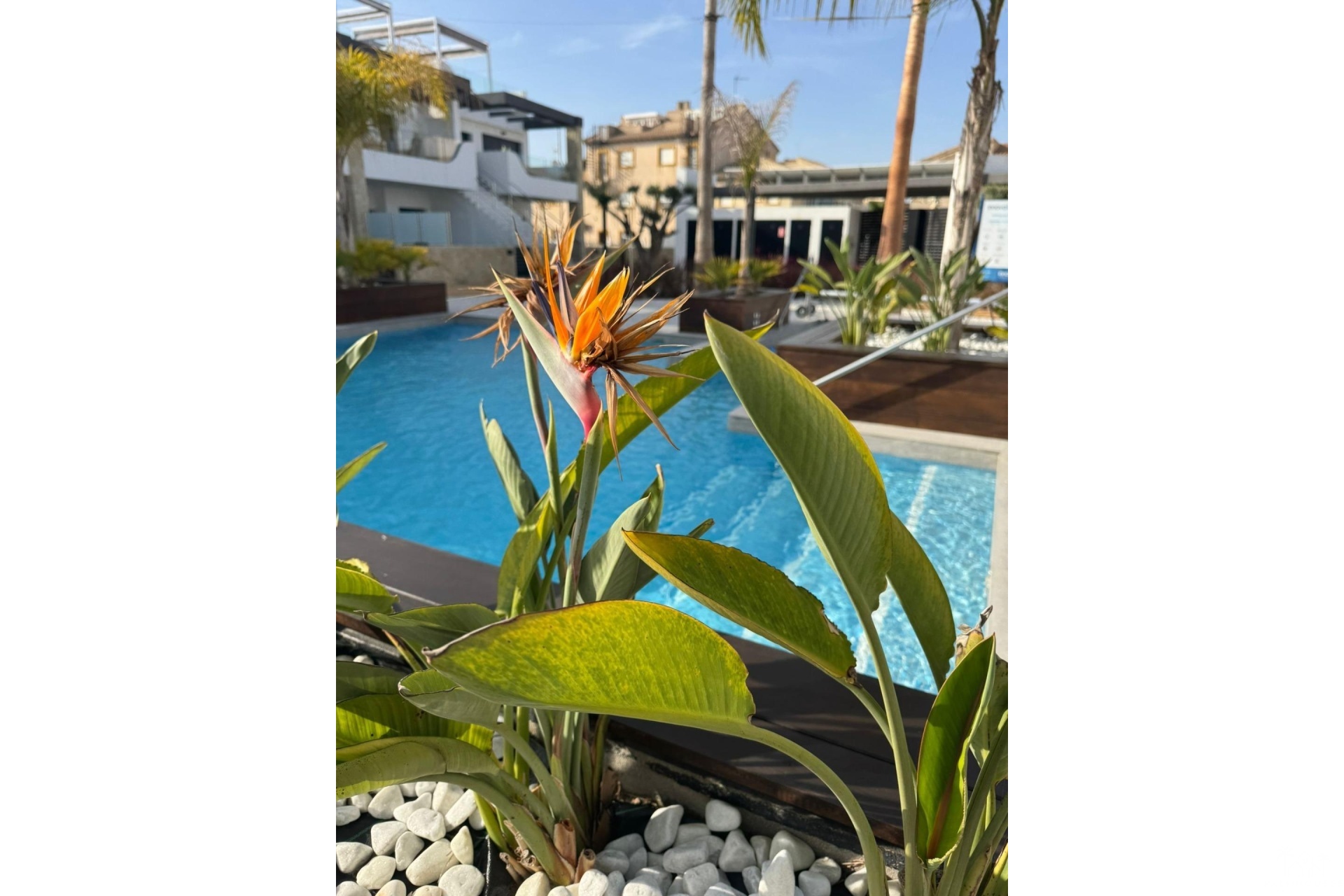 Revente - Apartment - Orihuela Costa - Rocio Del Mar