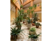 Revente - Apartment - San Miguel de Salinas - Pueblo 9