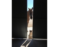 Revente - Country house - Jumilla - Torre Del Rico