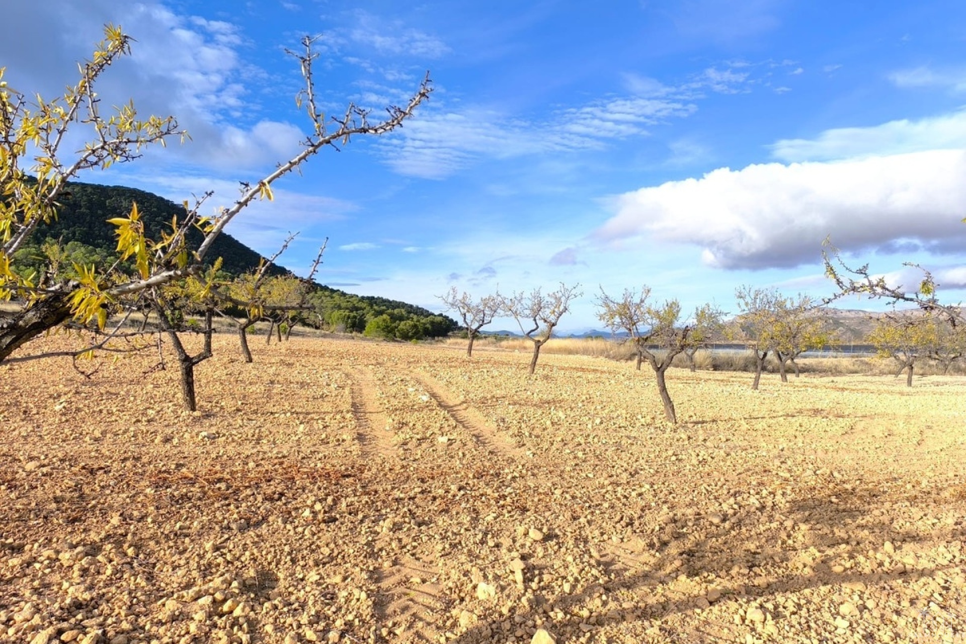 Revente - Country house - Yecla - Yecla Centro