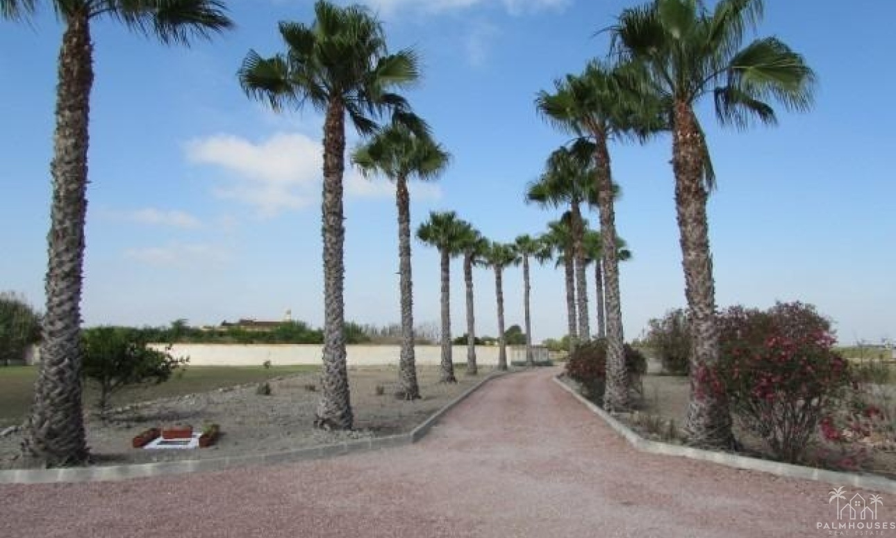 Revente - Finca - Dolores - Comunidad Valenciana
