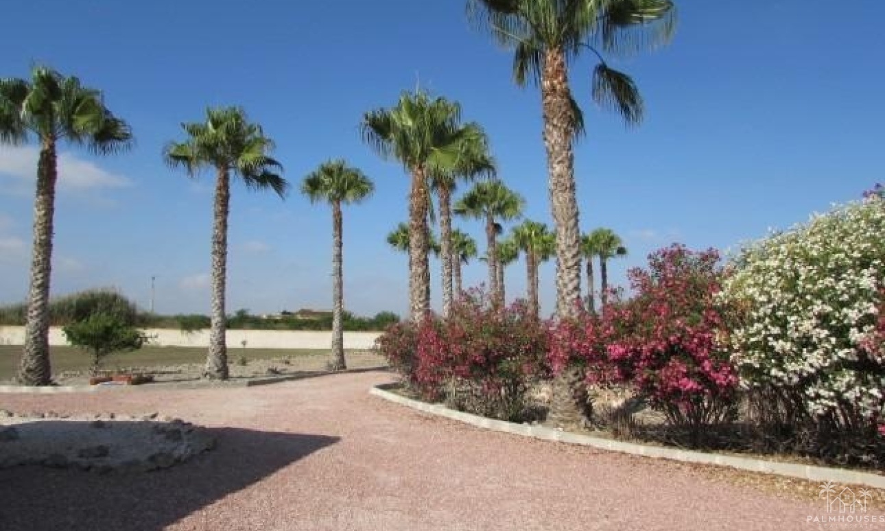 Revente - Finca - Dolores - Comunidad Valenciana