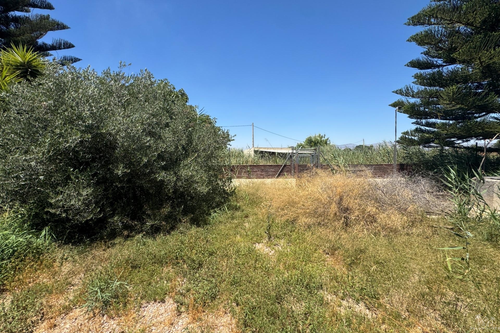 Revente - Finca - Dolores - Comunidad Valenciana