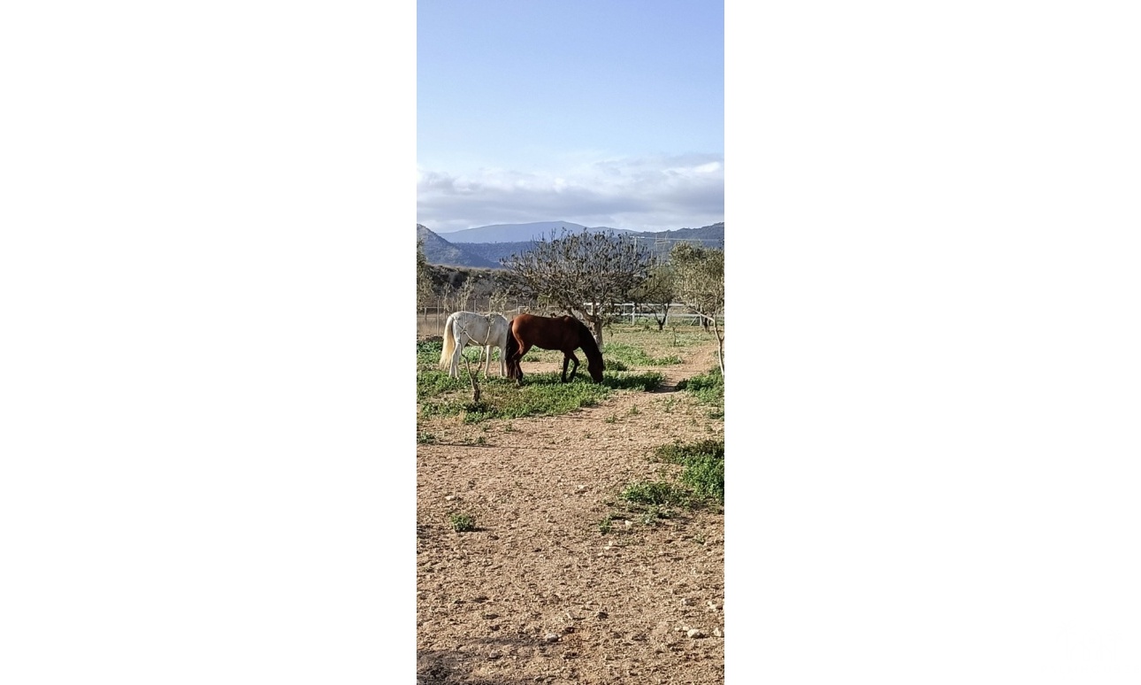 Revente - Finca - Monóvar/Monóver - Inland
