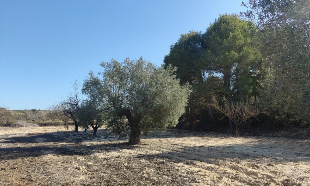 Revente - Plot - Orihuela - Torremendo