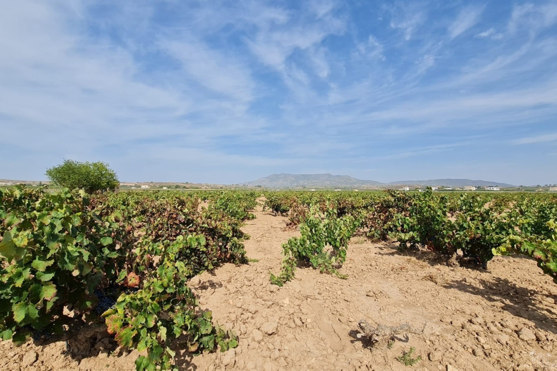 Revente - Plot - Pinoso - Pinoso Centro