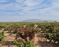 Revente - Plot - Pinoso - Pinoso Centro