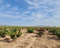 Revente - Plot - Pinoso - Pinoso Centro
