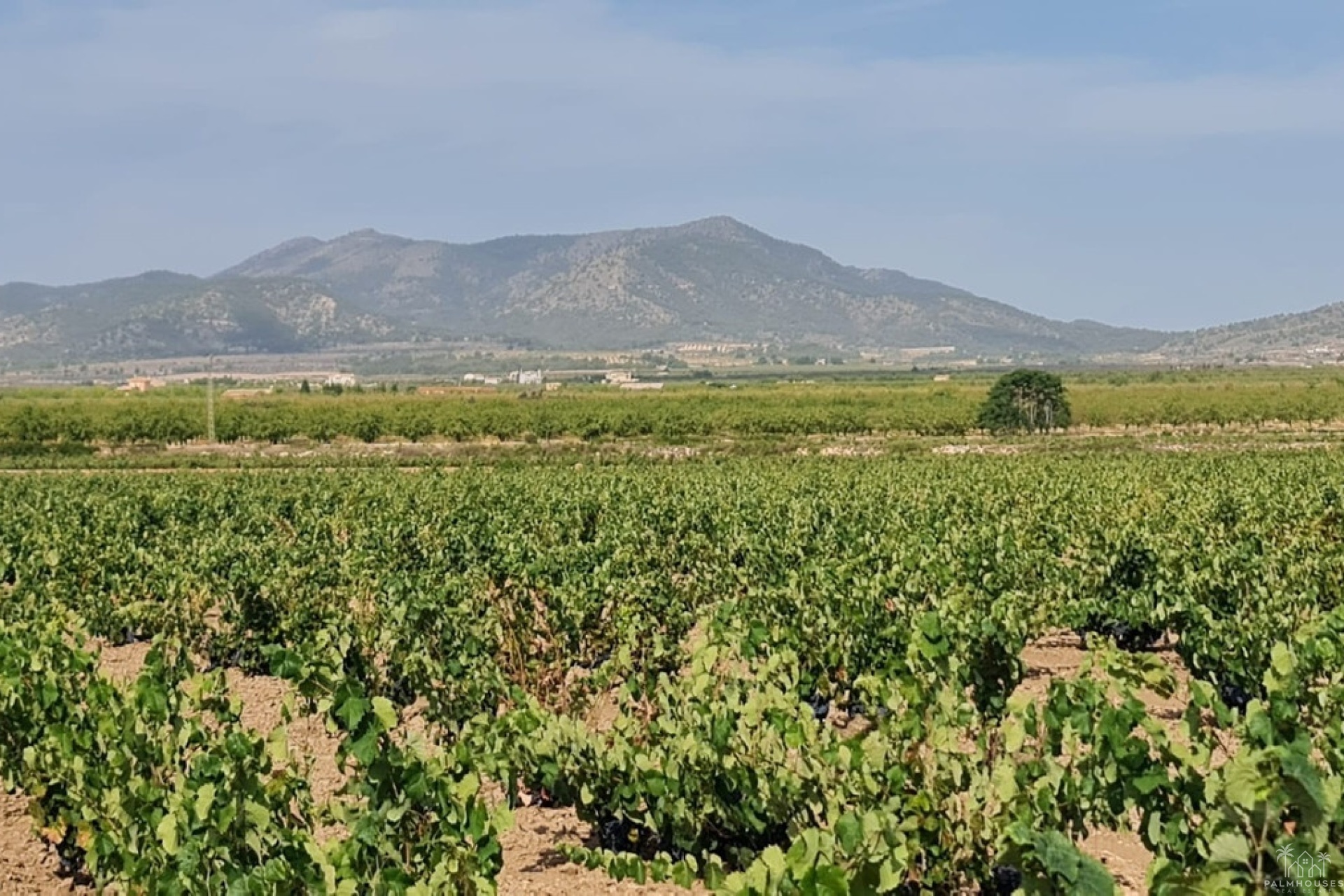 Revente - Plot - Pinoso - Pinoso Centro