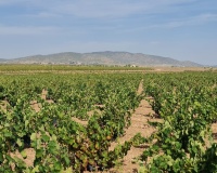 Revente - Plot - Pinoso - Pinoso Centro