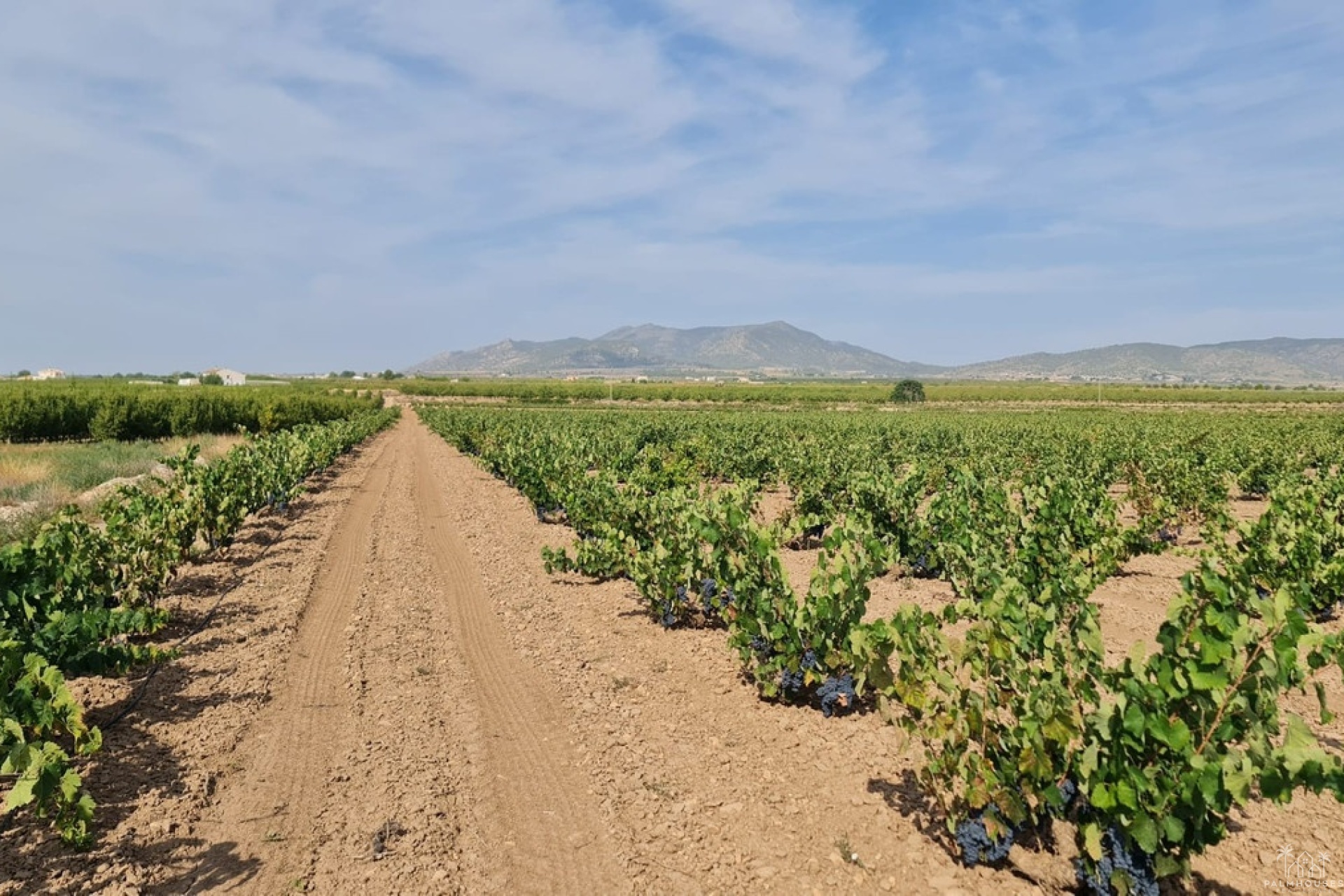 Revente - Plot - Pinoso - Pinoso Centro