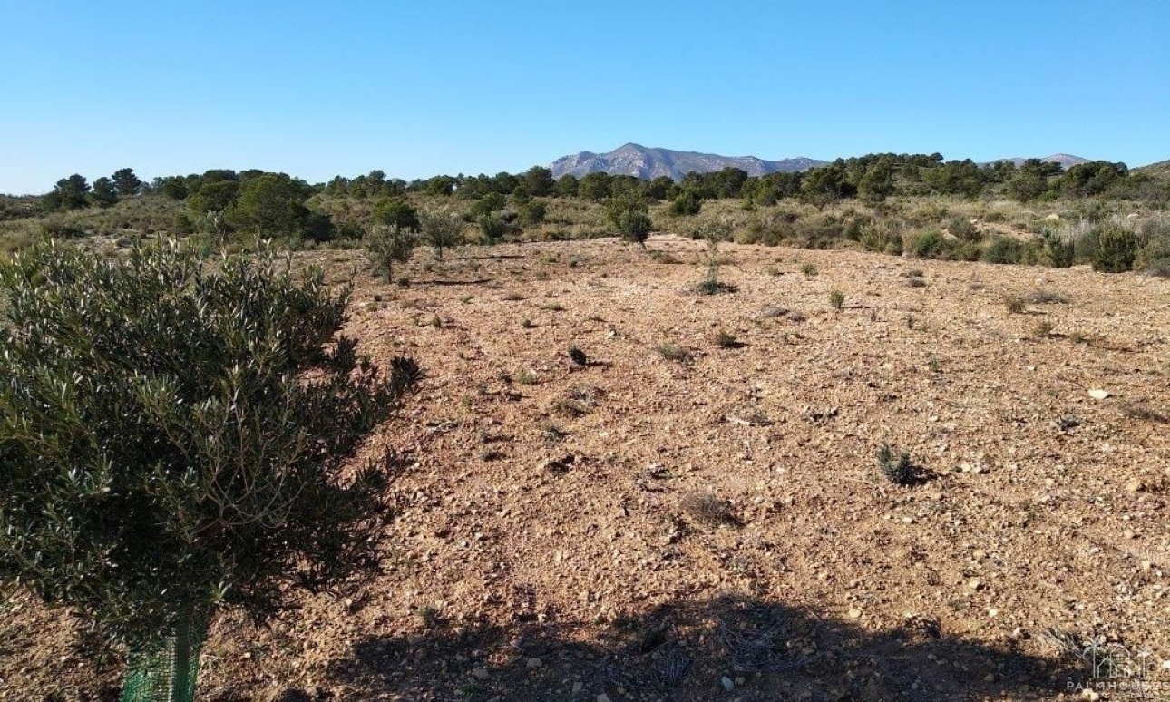 Revente - Plot - Relleu - Relleu Centro