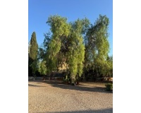Revente - Villa - Albatera - Partida Lomas