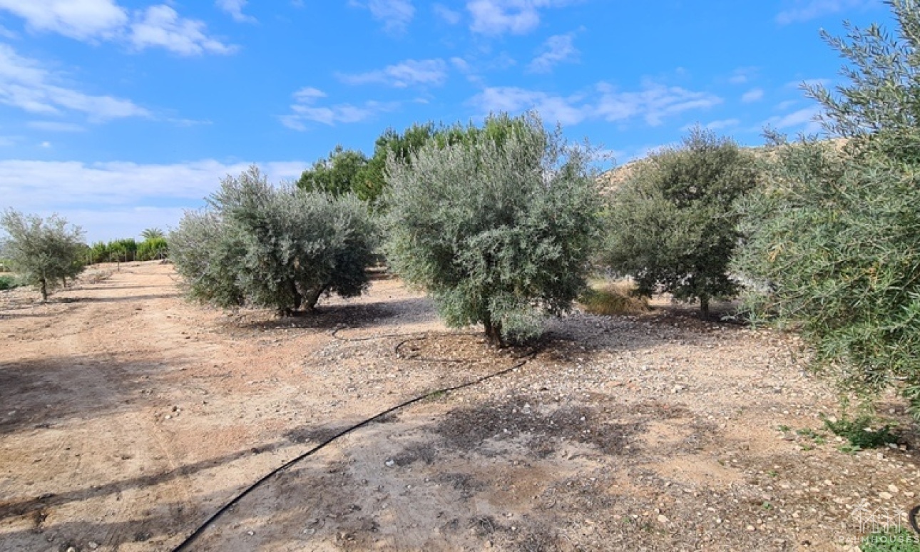 Revente - Villa - Orihuela - Inland