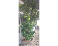 Revente - Villa - Rojales - Ciudad Quesada