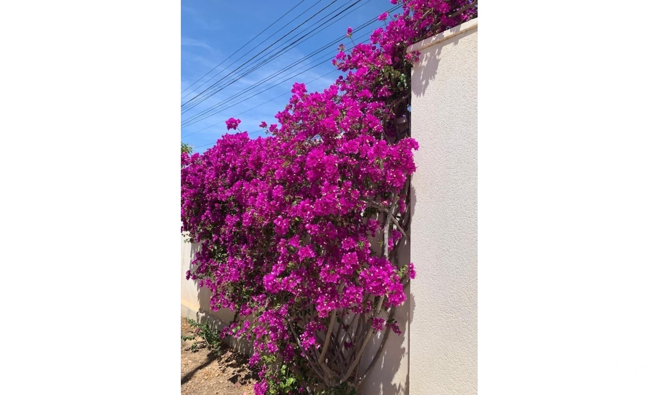 Revente - Villa - Rojales - Ciudad Quesada