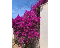 Revente - Villa - Rojales - Ciudad Quesada