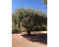 Revente - Villa - Rojales - Ciudad Quesada