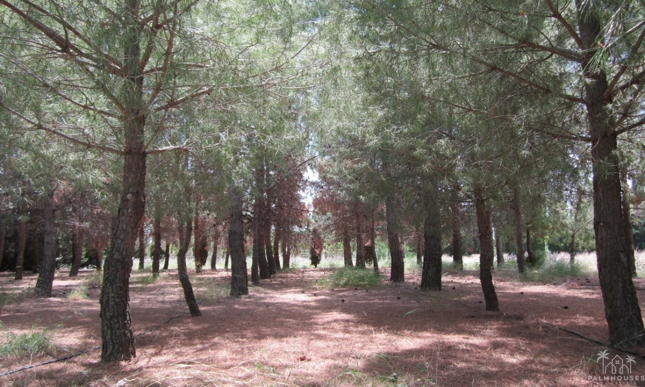 Revente - Villa - Yecla - Yecla Centro
