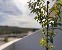 Venta - Apartment - San Miguel de Salinas - San Miguel de Salinas Centro
