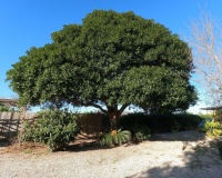Venta - Country house - Orihuela - Orihuela Centro