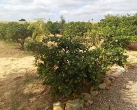 Venta - Country house - San Javier - San Javier Centro