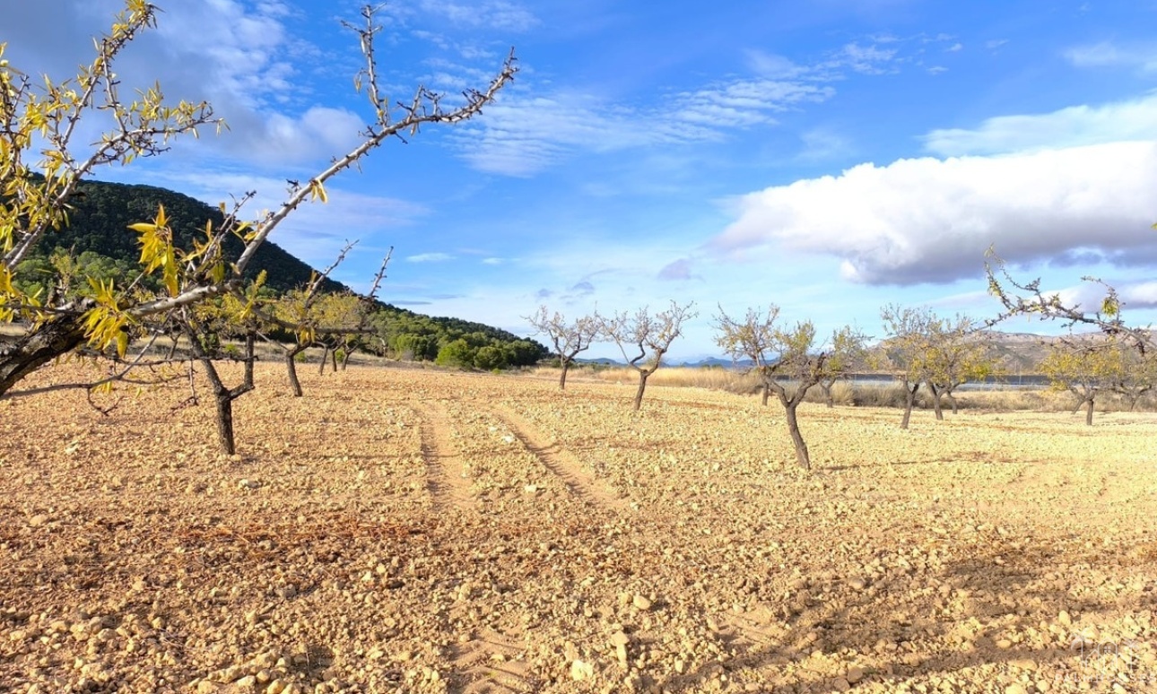 Venta - Country house - Yecla - Yecla Centro