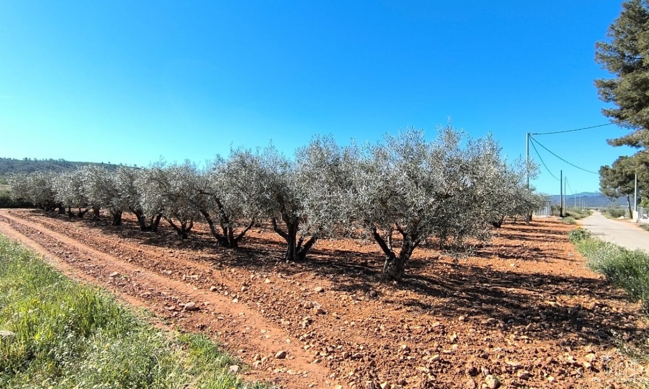 Venta - Country house - Yecla - Yecla Centro