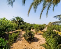Venta - Finca - Almoradi - Camino De Catral