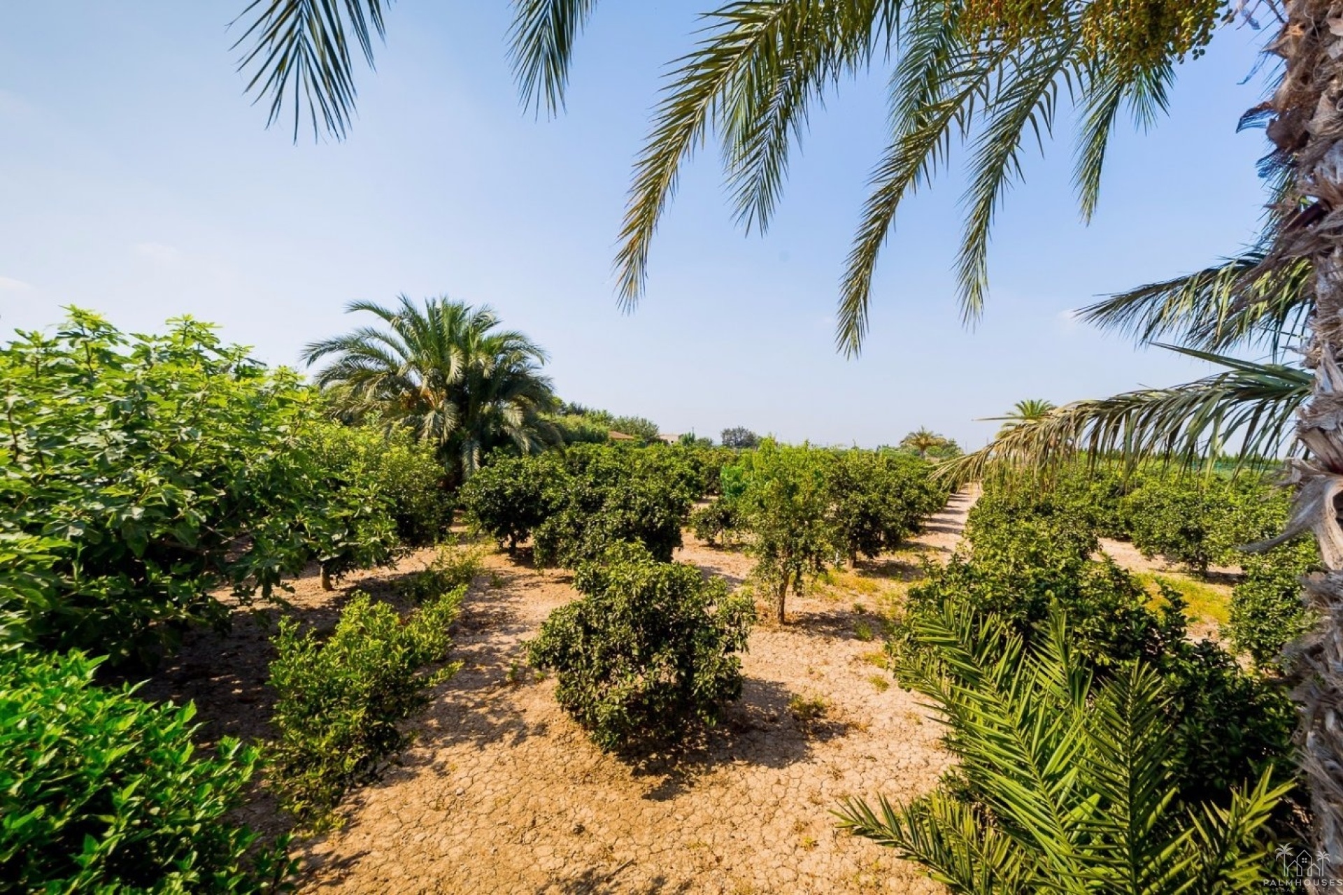 Venta - Finca - Almoradi - Camino De Catral