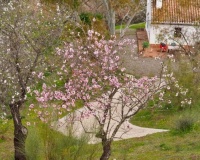 Venta - Finca - Alora - Malaga