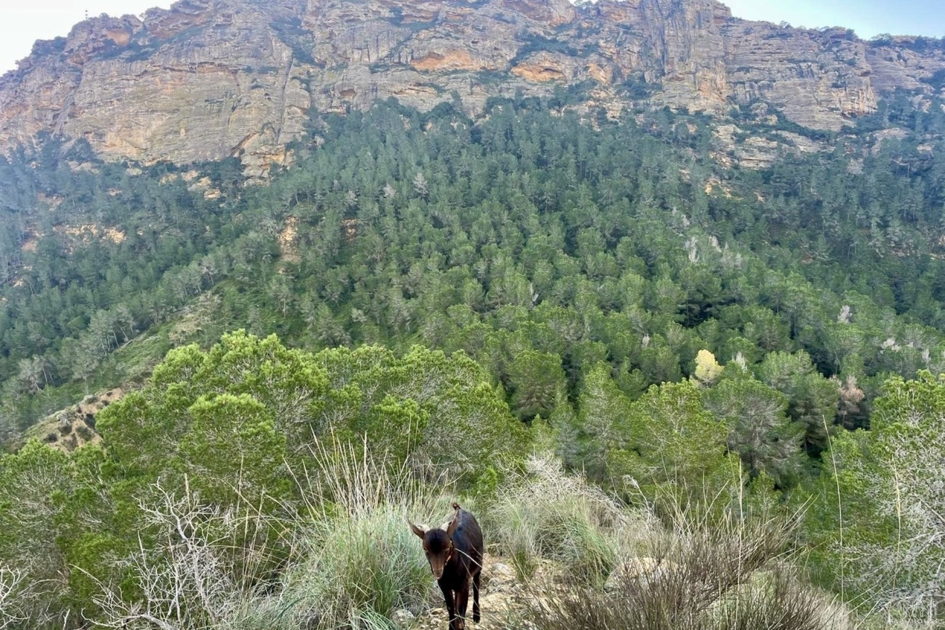 Venta - Finca - Gea Y Truyols - Sierra de Columbares Natural Park
