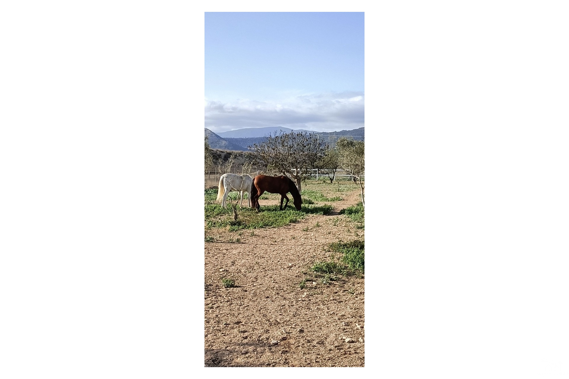 Venta - Finca - Monóvar/Monóver - Inland