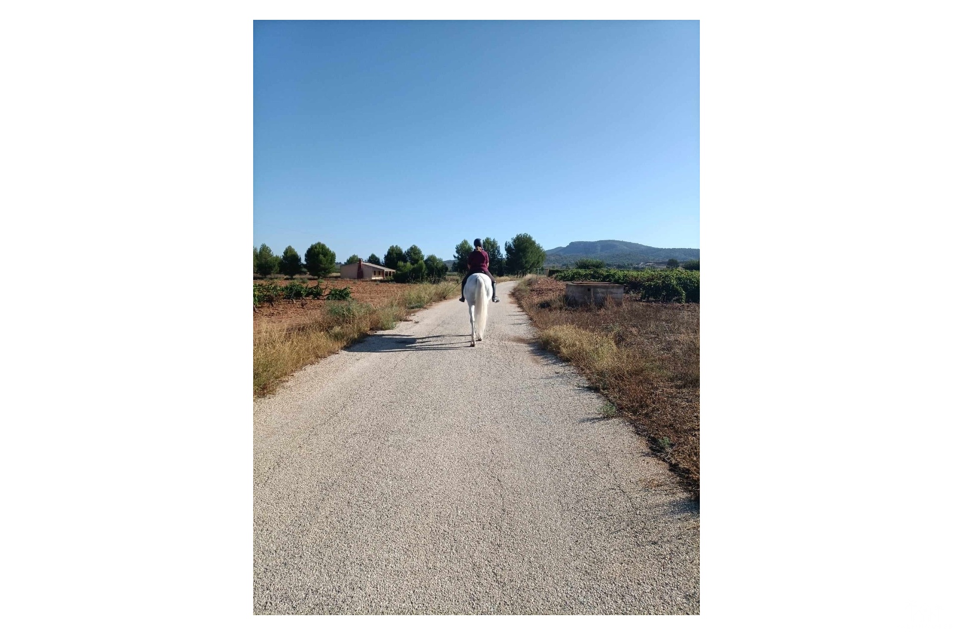 Venta - Finca - Monóvar/Monóver - Inland