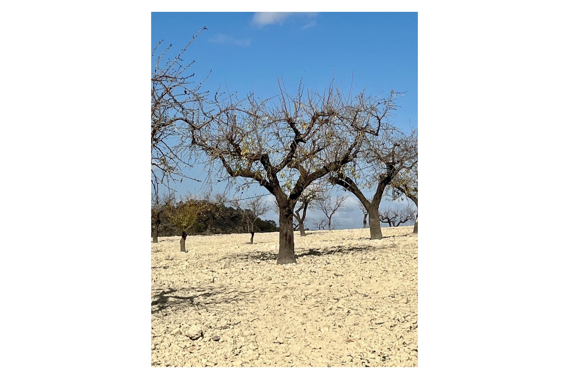 Venta - Plot - Bullas - Costa Calida