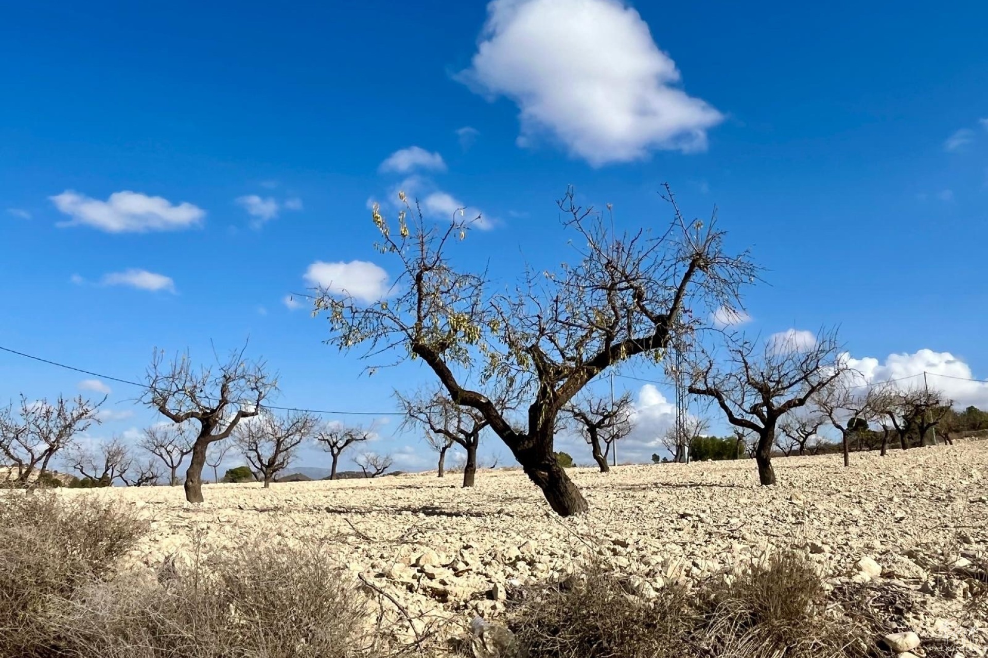 Venta - Plot - Bullas - Costa Calida
