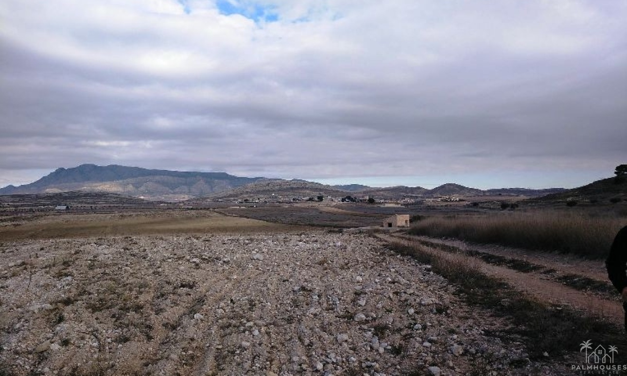 Venta - Plot - Jumilla - Torre Del Rico