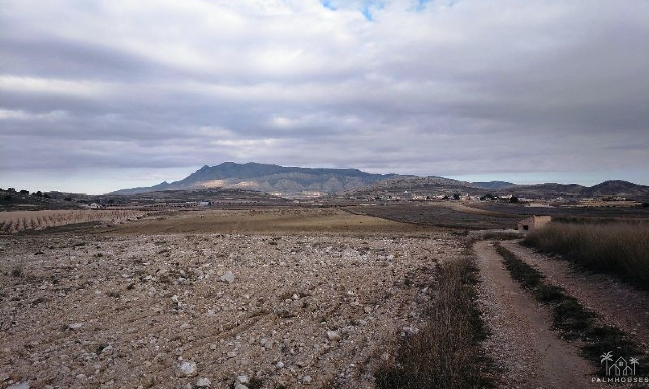 Venta - Plot - Jumilla - Torre Del Rico