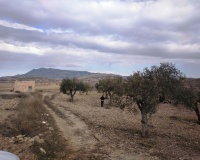 Venta - Plot - Jumilla - Torre Del Rico