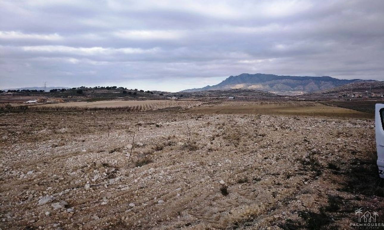 Venta - Plot - Jumilla - Torre Del Rico