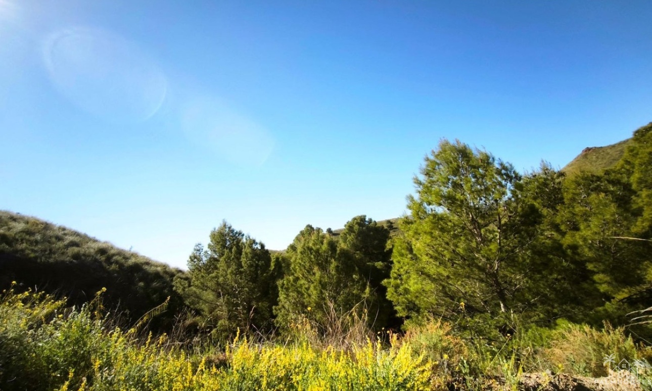 Venta - Plot - Lorca - Lorca Centro