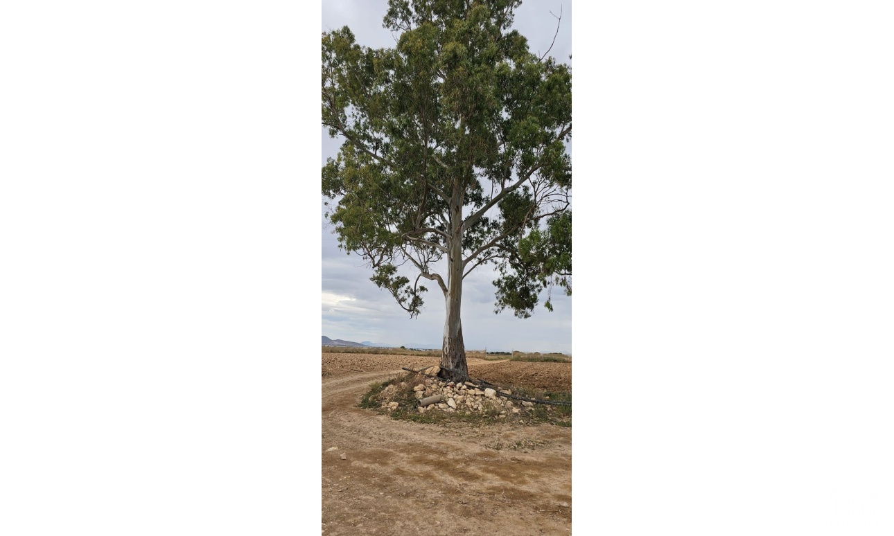 Venta - Plot - Murcia - Sucina