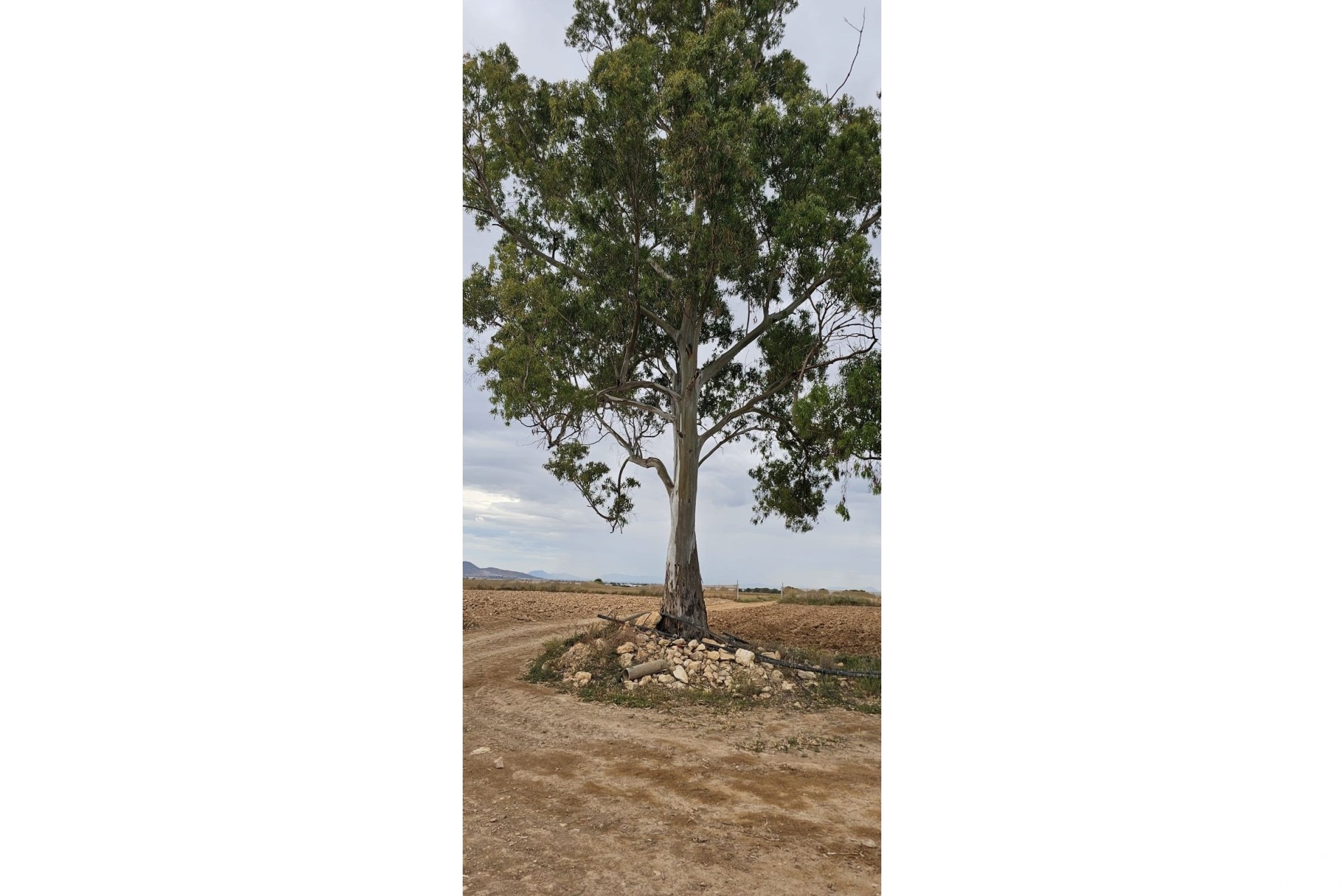 Venta - Plot - Murcia - Sucina
