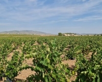 Venta - Plot - Pinoso - Pinoso Centro