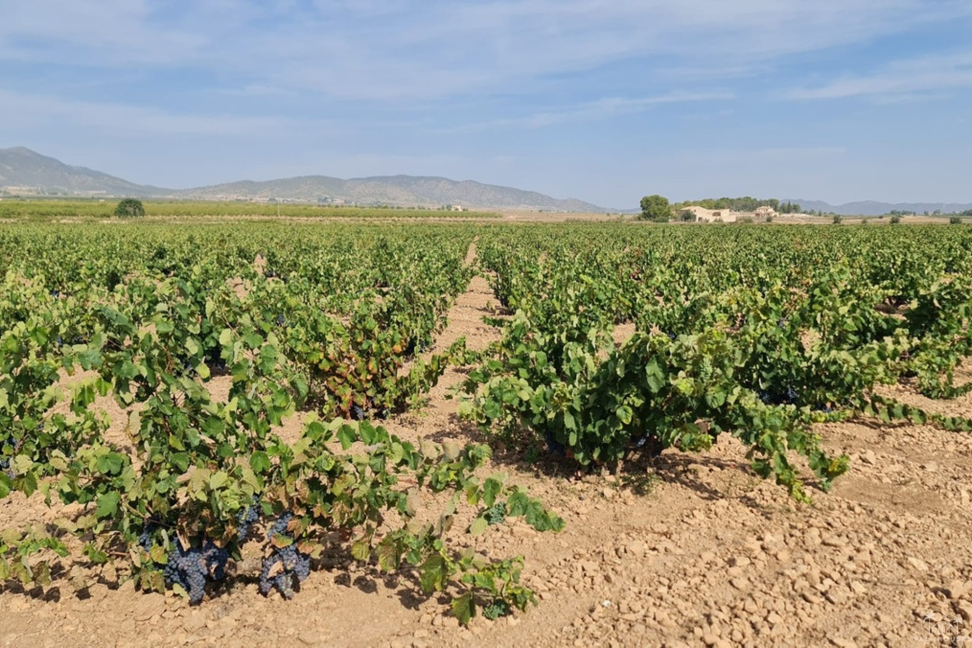 Venta - Plot - Pinoso - Pinoso Centro