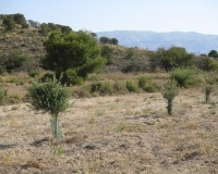 Venta - Plot - Relleu - Relleu Centro
