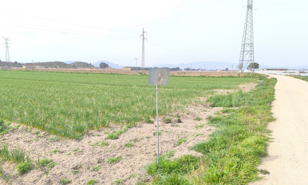 Venta - Plot - Villena - Villena Centro