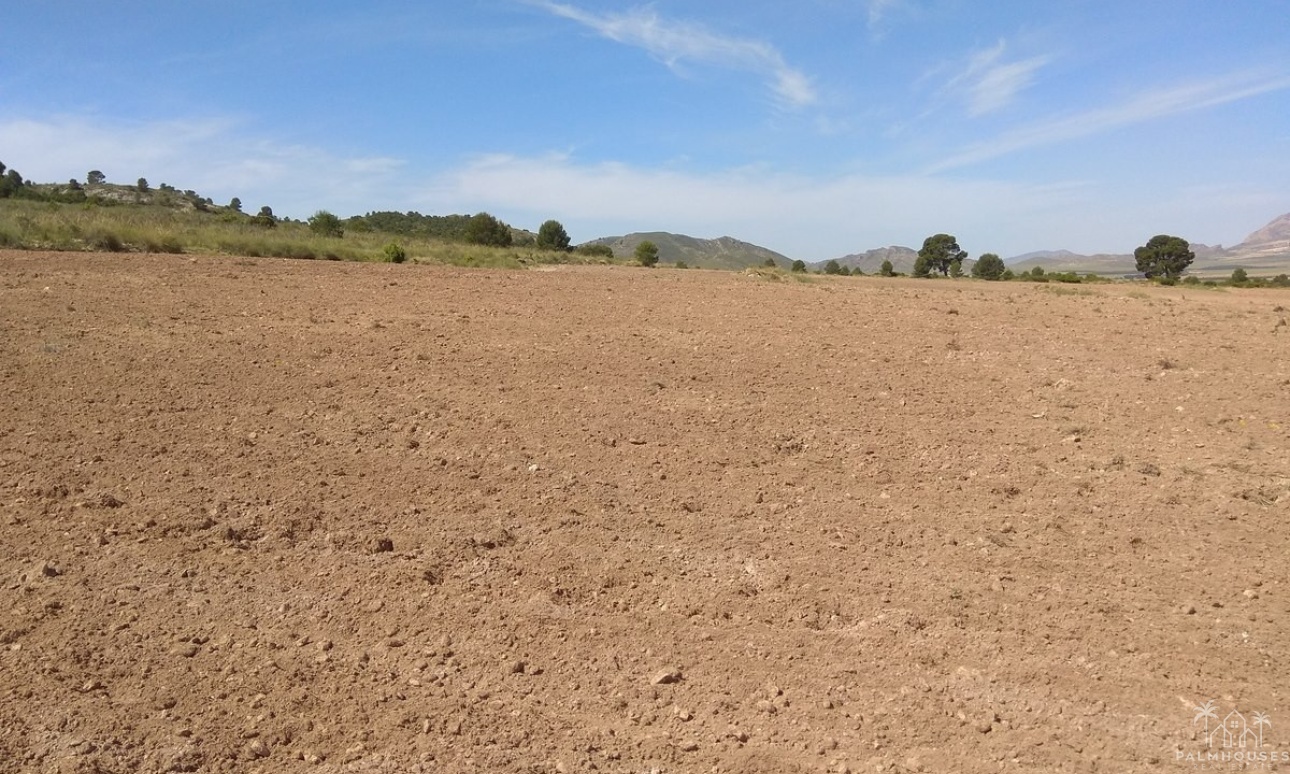 Venta - Plot - Yecla - Yecla Centro